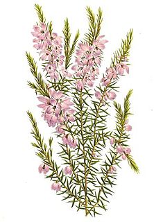 <i>Tetratheca pilosa</i> Species of flowering plant