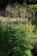 Thalictrum flavum.