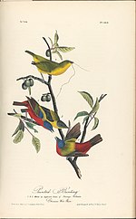 Thumbnail for File:The Birds of America from Drawings Made in the United States MET DP245257.jpg