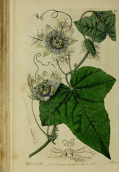 File:The Botanical register consisting of coloured figures of (1815) (14750186736).jpg