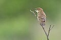 * Nomination Rare Broad Tailed Grassbird. By User:Shiv's fotografia --Satdeep Gill 05:21, 13 August 2023 (UTC) * Promotion  Support Good quality. --Tagooty 05:40, 13 August 2023 (UTC)