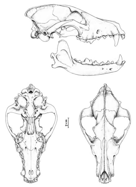 File:The contemporary land mammals of Egypt (including Sinai) (1980) Fig. 110.png