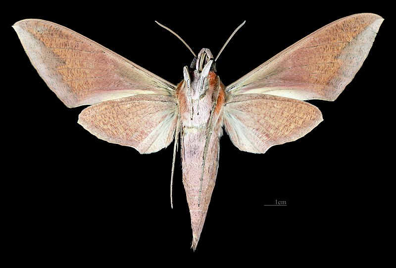 File:Theretra alecto MHNT CUT 2010 0 245 Aurangabad Maharashtra India female ventral.jpg