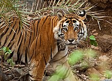 A tiger in Sariska Tiger Reserve Tigress at Sariska.jpg