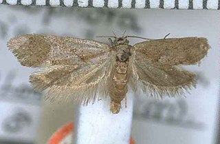 <i>Tingena griseata</i> Species of moth, endemic to New Zealand