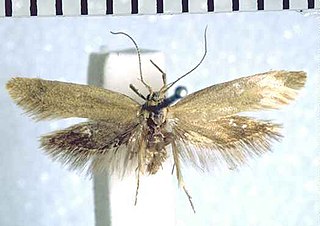 <i>Tingena paula</i> Species of moth, endemic to New Zealand