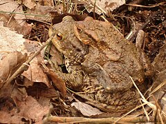 Bufo Bufo: Tassonomia, Descrizione, Biologia