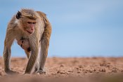 Toque macaque (Macaca sinica) 05.jpg
