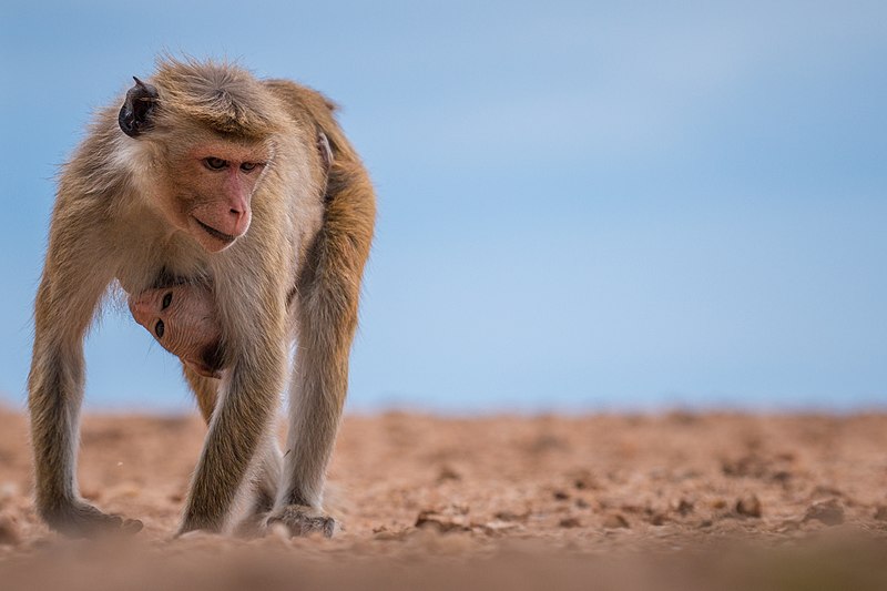 File:Toque macaque (Macaca sinica) 05.jpg