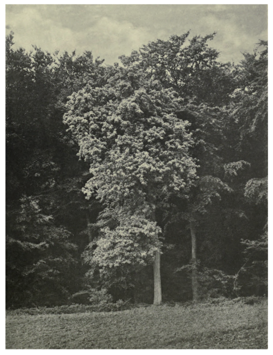 Plate 51: Whitebeam at Camp Wood