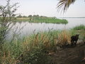 Trek along the Nile (2428827972).jpg