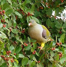 Treron calvus glaucus, in vyeboom, m, Pretoria.jpg