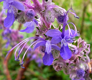 <i>Trichostema lanatum</i> Species of shrub