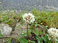 Trifolium repens Trevo branco