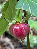 Mengangguk trillium dengan buah, difoto di Vermont pada tanggal 31 juli