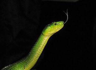 Trimeresurus macrolepis head and tongue.jpg