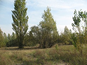 Піщані луки поросли тополевим рідколіссям