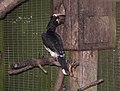 Trumpeter hornbill feeding mate 31l07.JPG