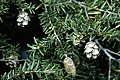 Foliage and cones