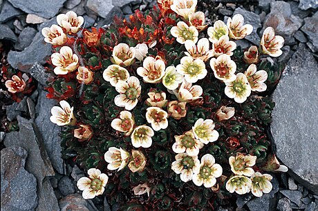 Saxifraga cespitosa