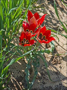 Tulipa agenensis sharonensis