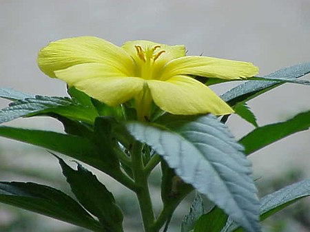 Tập_tin:Turnera_ulmifolia0.jpg