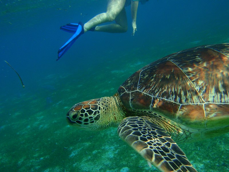 File:Turtles at Kuredu Maldives (4550532374).jpg