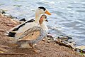 Two domesticated ducks near a lake in Sri Lanka.jpg