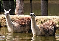 Two llamas going for a swim.jpg
