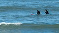 * Nomination Two surfers waiting for a wave at Nørre Vorupør Strand, Denmark.--W.carter 18:23, 29 July 2017 (UTC) * Promotion Good quality. --XRay 18:32, 29 July 2017 (UTC)