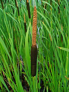 Typha latifolia Male and female inflorescence