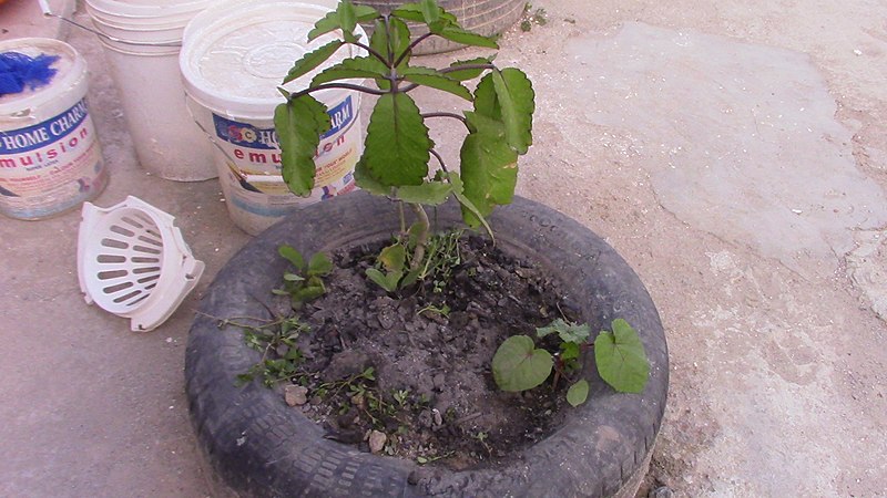 File:Tyre Garden.jpg