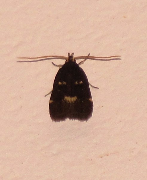 File:Unidentified moth 6402.jpg