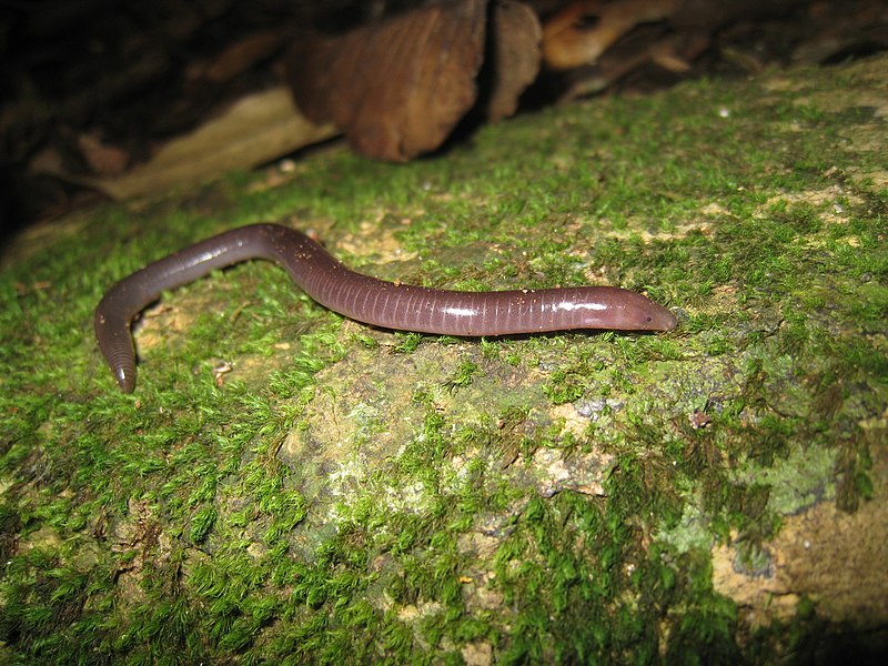 File:Uraeotyphlus interruptus 53179163.jpg