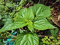 Urtica parviflora. Índia