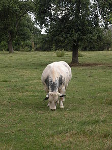 Race Bovine Bleue du Nord - Races de France