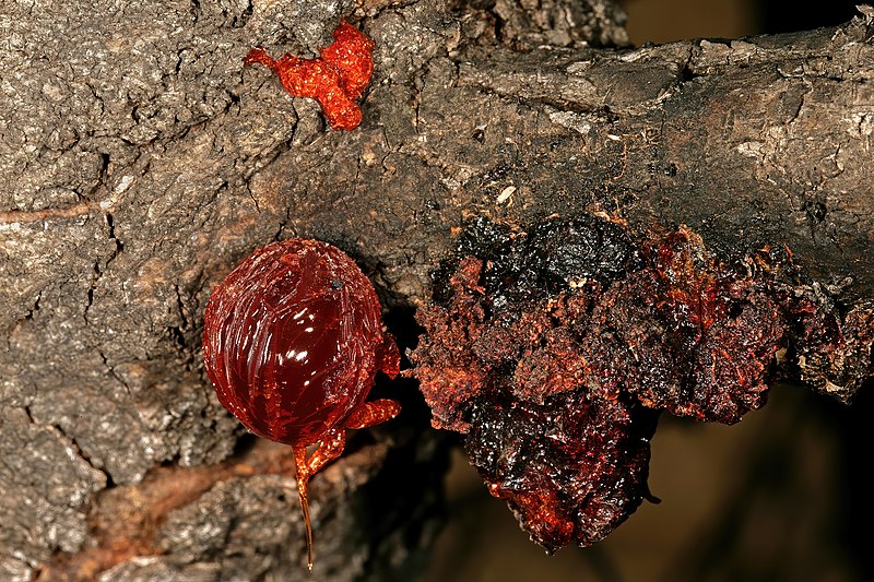 File:Vachellia tortilis subsp. heteracantha 1DS-II 3-7880.jpg