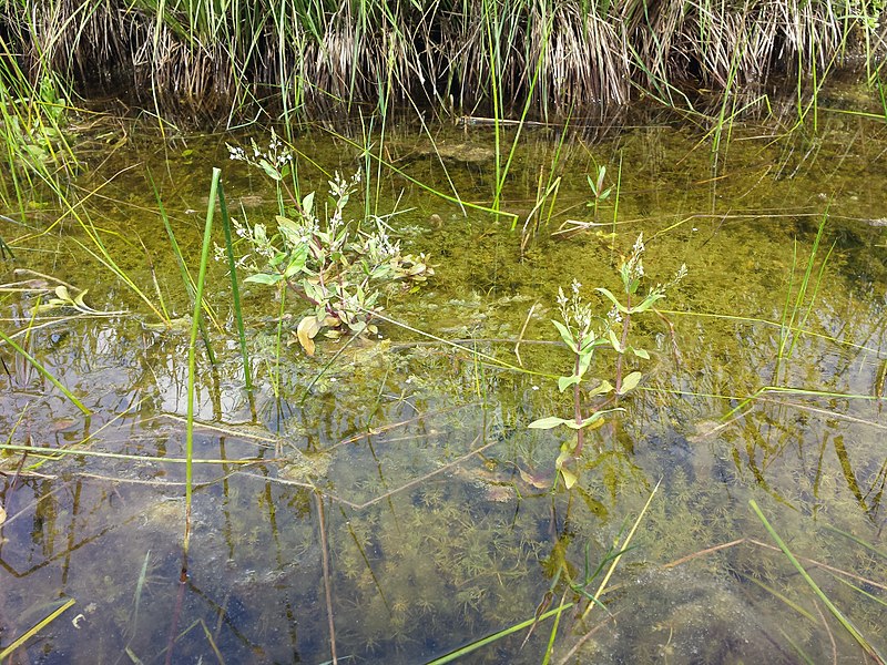 File:Veronica catenata sl46.jpg