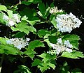 Viburnum opulus Gelderse roos