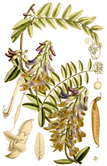 Vicia dennesiana