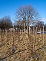* Nomination Rows of vines in Chateaux Luna vinyard in Lysekil, Sweden. --W.carter 09:38, 30 March 2017 (UTC) * Promotion Good quality --Llez 11:25, 30 March 2017 (UTC)