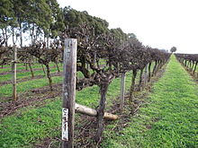 Looking along the rows of vines in Coonawarra in winter Vines in winter.JPG