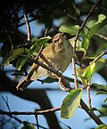 Thumbnail for File:Vireo altiloquus Verderón Canoro Black-whiskered Vireo (17019738681).jpg