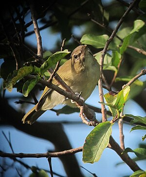 Mustaĉa vireo