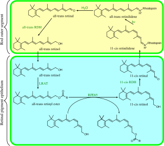 Visual phototransduction