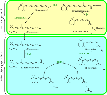 Visual cycle Visual cycle.svg