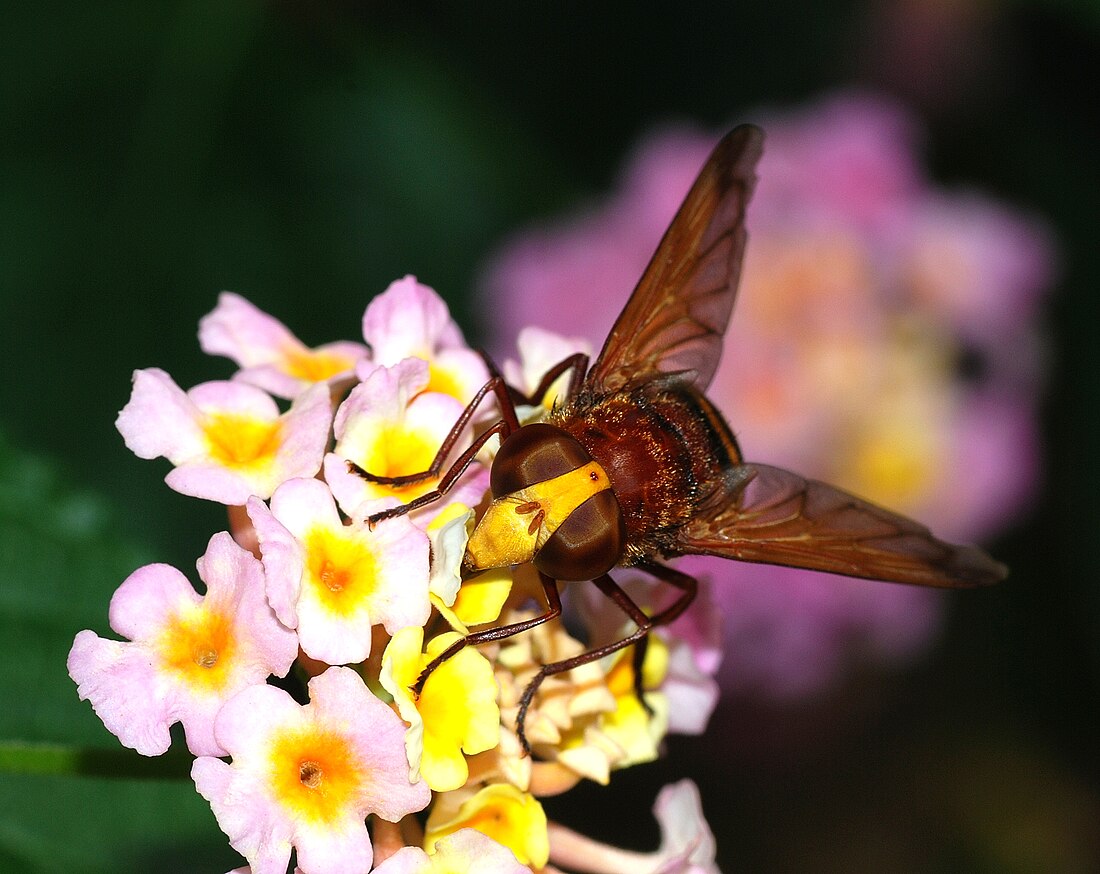 File:Volucella September 2007-3.jpg