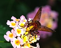 Female Volucella zonaria (Syrphidae)