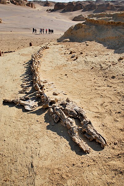 Skeletons of basilosaurid whales like Dorudon (featured above) were discovered at the site