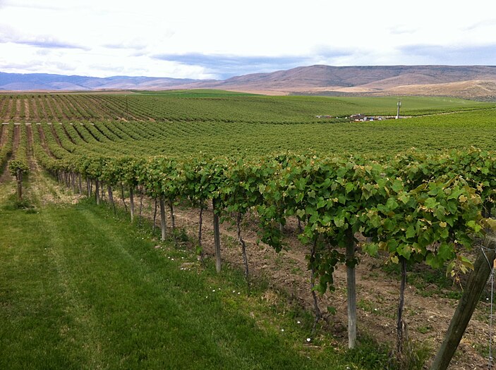 A meal without wine is like a day without sunshine. – Jean Anthelme Brillat-Savarin Appropriate for Washington State's Yakima River Valley, which has over 300 sunny days a year, and includes the Yakima Valley AVA.